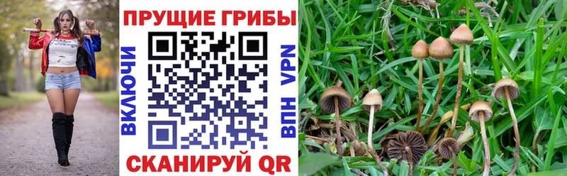 где купить   Благодарный  Галлюциногенные грибы Psilocybine cubensis 
